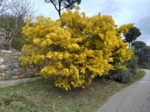 Tidlig i mars kan mimosa se slik ut. dette var på veien fra Vallebona mot Negi.