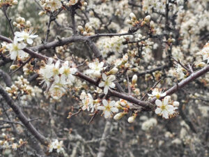 Slåpetorn med tett og fin blomsterprakt (ved Chiesa San Bartolomeo).