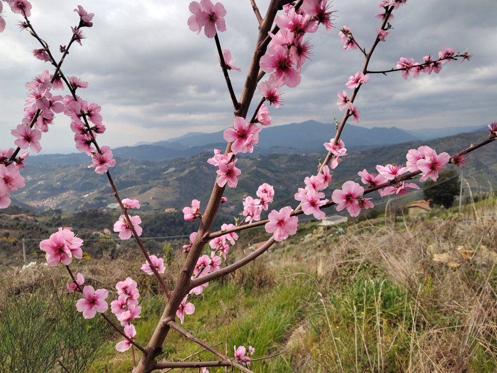 Ferskentre i blomst, Poggio dei Rossi