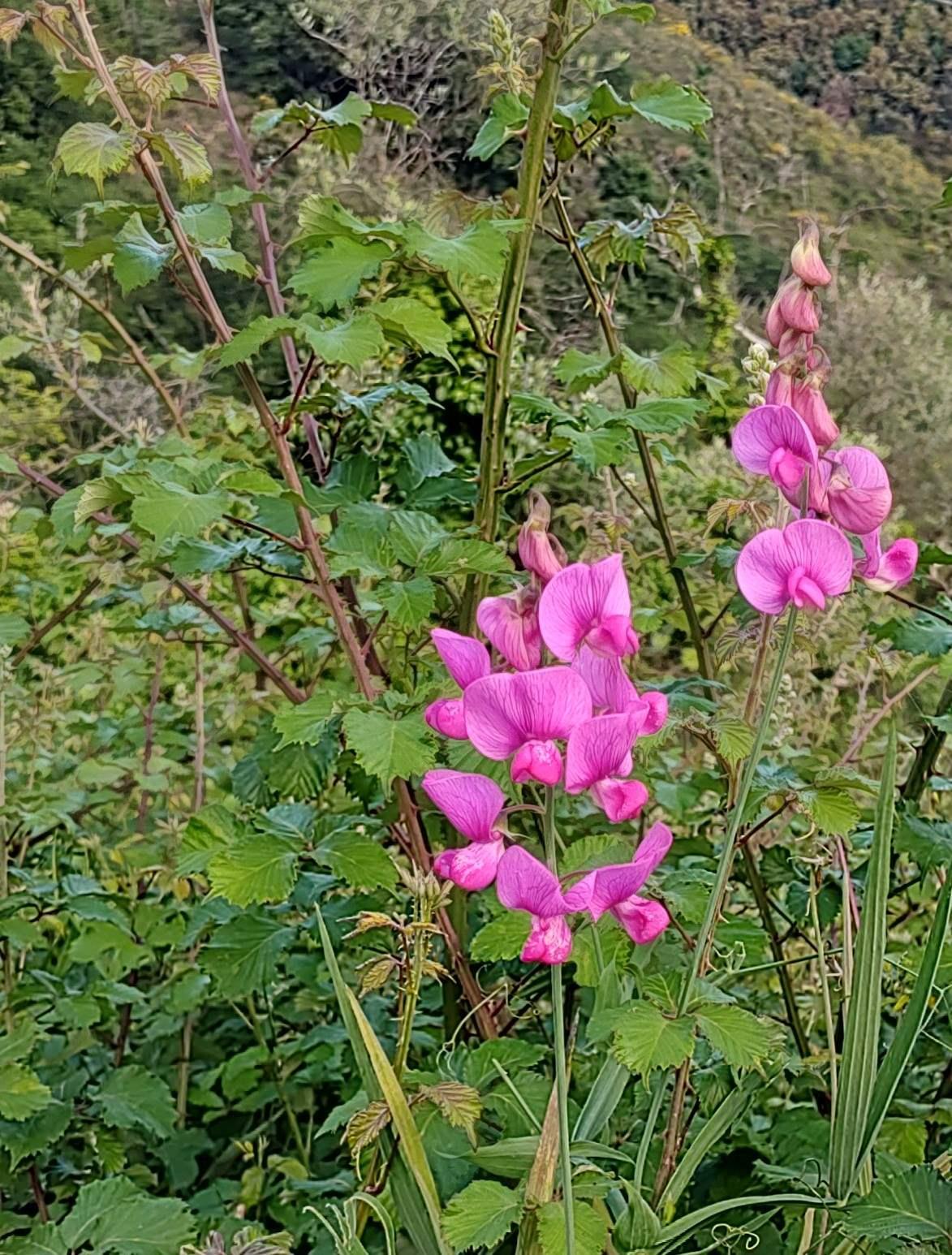 blomst igjen